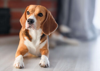 Questions You May Have When Buying A Beagle Puppies For Sale From A Breeder or Pet Store