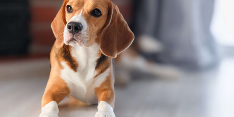 Questions You May Have When Buying A Beagle Puppies For Sale From A Breeder or Pet Store
