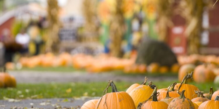 Fall Festivals That Will Make Heads Turn