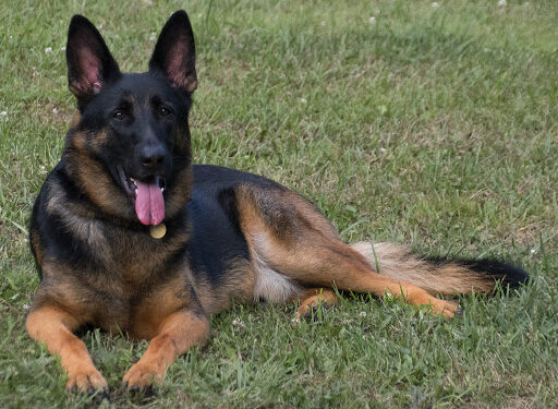 german shepard long hair
