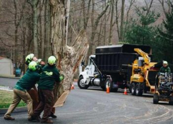 how much does it cost to remove a tree