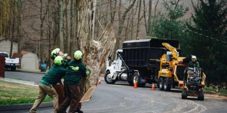 how much does it cost to remove a tree