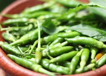 is green chilli good for health