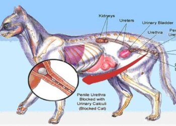 Kidney Disease In Cats