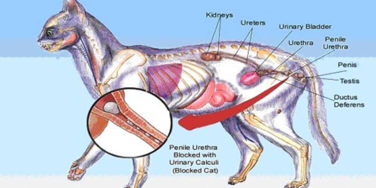 Kidney Disease In Cats