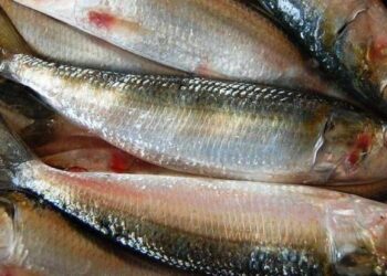 sardines health benefits