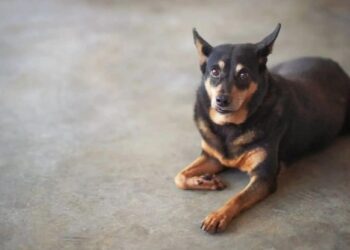 German Shepherd Chihuahua Mix Puppy