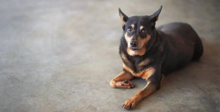 German Shepherd Chihuahua Mix Puppy