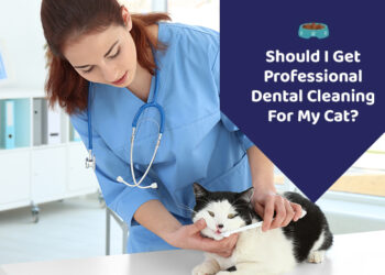 cat teeth cleaning treats