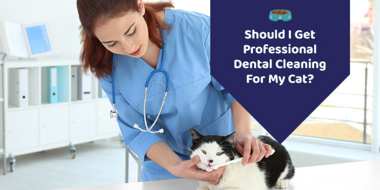 cat teeth cleaning treats