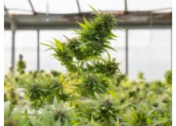 The Top 5 Benefits Of Hemp Seed Oil