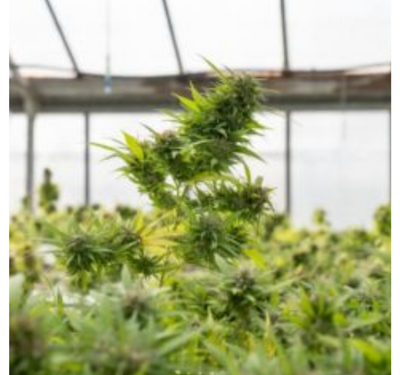 The Top 5 Benefits Of Hemp Seed Oil