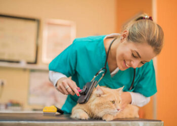 What Are Ticks? How To remove them