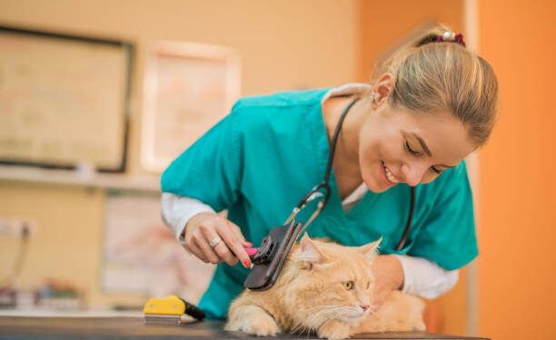 What Are Ticks? How To remove them