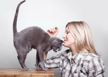 7 FAQs Around Feline Communication