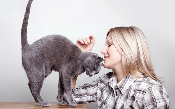 7 FAQs Around Feline Communication