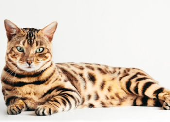 Bengal snow cat